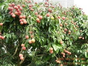 新鮮荔枝 圖 批發(fā)價格 廠家 圖片 食品招商網(wǎng)